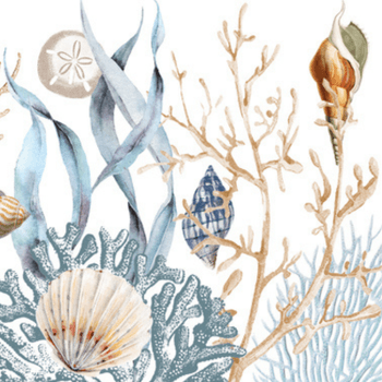 Hovedbilde SEASHELLS