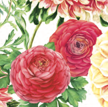 Hovedbilde DAHLIAS